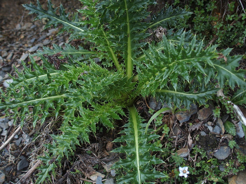 Photos of Alishan thistle (Cirsium arisanense) · iNaturalist