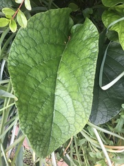 Trachystemon