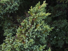 Juniperus squamata