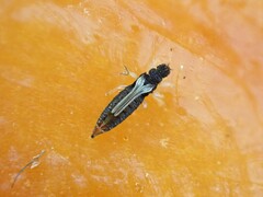 Heliothrips haemorrhoidalis