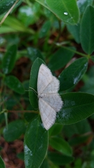Scopula ternata