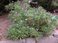 Erysimum albescens