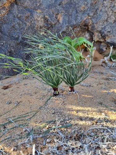 Gethyllis namaquensis