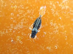 Heliothrips haemorrhoidalis