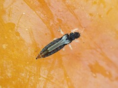 Heliothrips haemorrhoidalis