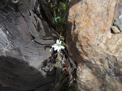 Cerastium morrisonense