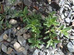 Veronica morrisonicola