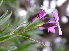 Erysimum albescens