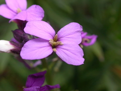 Erysimum albescens