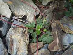 Fragaria hayatae