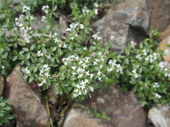 Galium echinocarpum