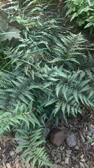 Athyrium niponicum