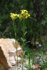 Erysimum nevadense collisparsum
