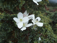 Clematis montana