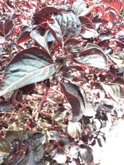 Iresine diffusa herbstii