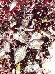 Iresine diffusa herbstii