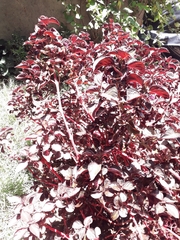 Iresine diffusa herbstii