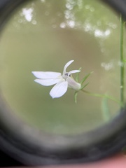 Lobelia nuttallii