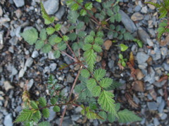 Rubus pungens oldhamii