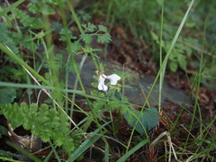 Viola senzanensis