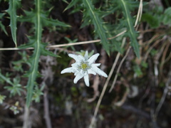 Leontopodium microphyllum