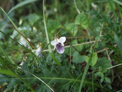 Viola senzanensis