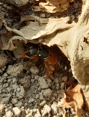 Staphylinus caesareus