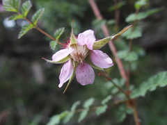 Rubus pungens oldhamii