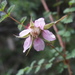Rubus oldhamii - Photo (c) Jerome Ko, algunos derechos reservados (CC BY-NC), subido por Jerome Ko
