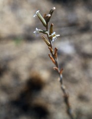 Aloe subspicata