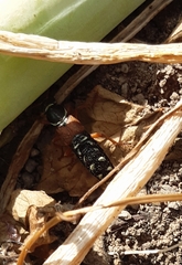 Staphylinus caesareus