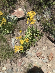 Senecio scorzonella