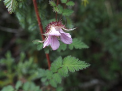 Rubus pungens oldhamii