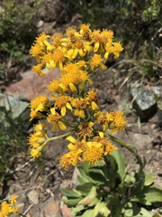 Senecio scorzonella