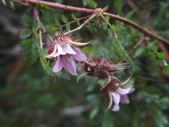 Rubus pungens oldhamii