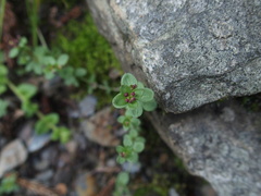 Galium formosense