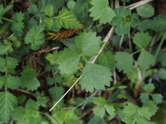 Pimpinella niitakayamensis