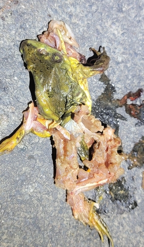 Eastern Golden Frog