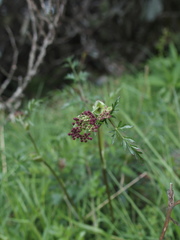 Pimpinella niitakayamensis