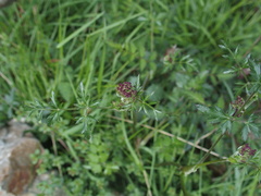 Pimpinella niitakayamensis