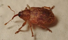 Lignyodes horridulus
