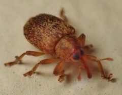 Lignyodes horridulus