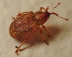 Lignyodes horridulus