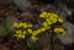 Erysimum nevadense collisparsum