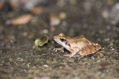 Rana longicrus