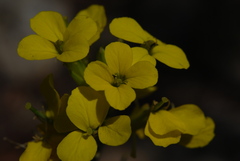 Erysimum nevadense collisparsum