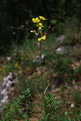 Erysimum nevadense collisparsum