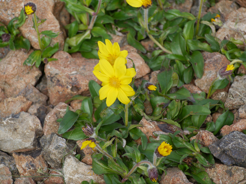 Arnica griscomii, photograph 2