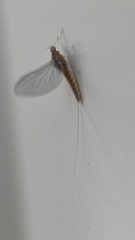 Labiobaetis
