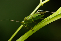 Calocoris